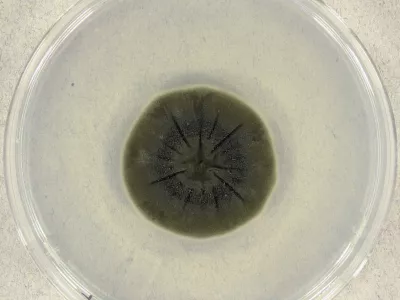 Cladosporium sphaerospermum v laboratoriju po 14 dneh inkubacije.