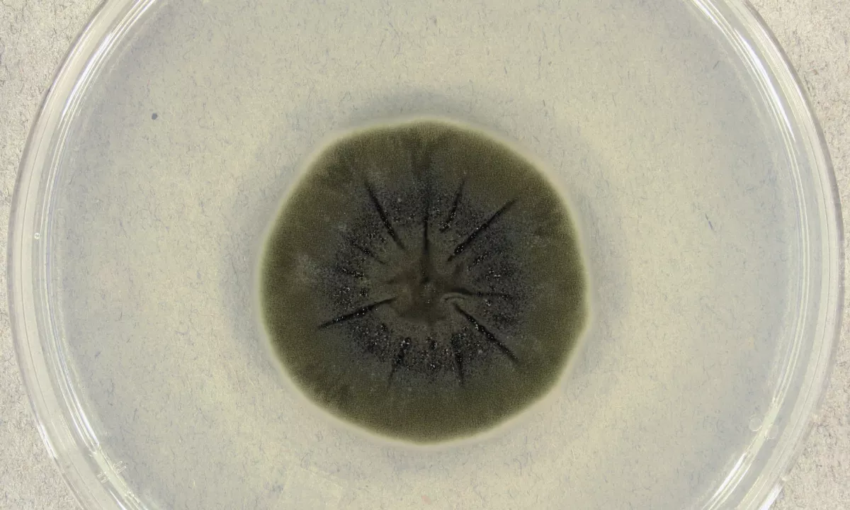 Zaprto černobilsko območje je morda prepovedano za ljudi, ne pa za vse druge oblike življenja.