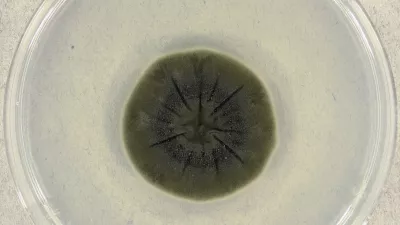 Cladosporium sphaerospermum v laboratoriju po 14 dneh inkubacije.