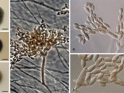 Črna gliva, Černobil, Foto: Wikimedia Commons