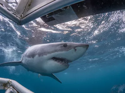 Pogled pod vodo. Slika je simbolična, morski pes na sliki pa je ista vrsta kot tisti, ki je bil opažen te dni. / Foto: Istock