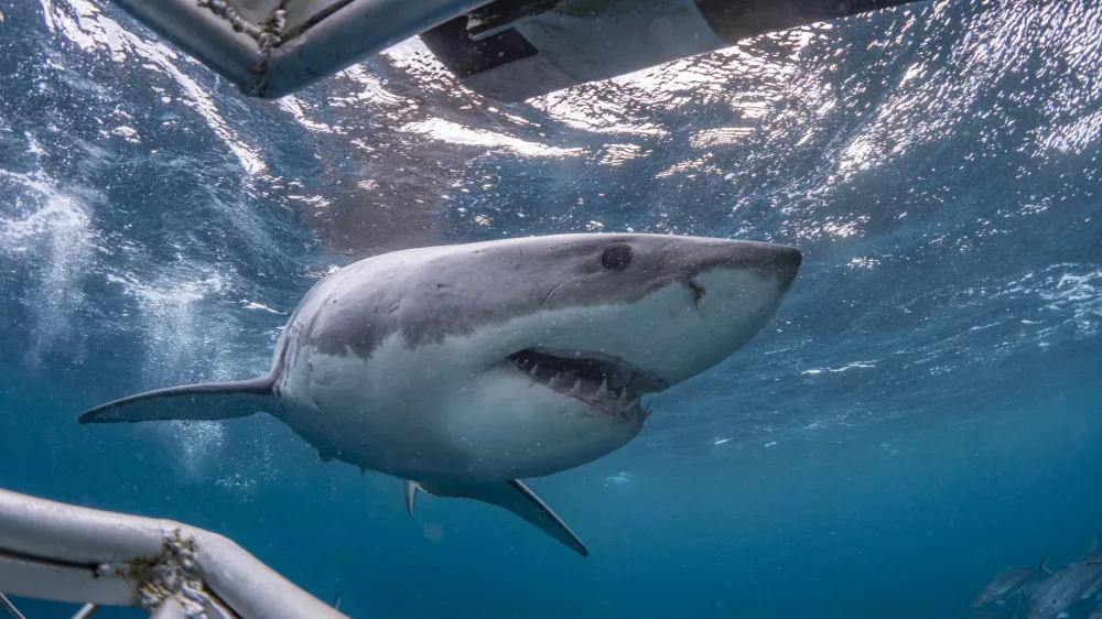 Pogled pod vodo. Slika je simbolična, morski pes na sliki pa je ista vrsta kot tisti, ki je bil opažen te dni. / Foto: Istock