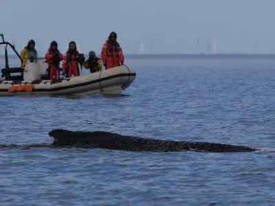 A humpback whale swims in the Baltic Sea, accompanied by an inflatable boat, after freeing itself the night before from being stranded off Niendorf in Timmendorfer Strand, Germany, Friday March 27, 2026. (Marcus Brandt/dpa via AP) / Foto: Marcus Brandt