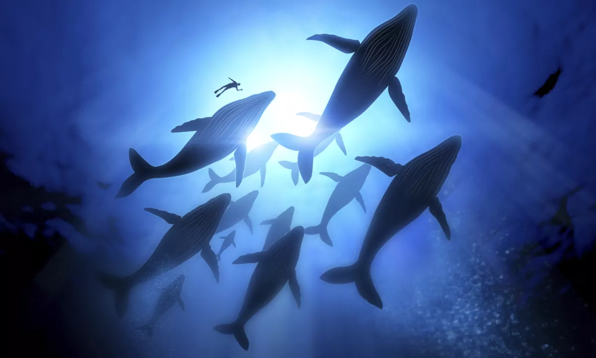 Gre za izjemen posnetek o medsebojni pomoči, ki je bila doslej znana predvsem pri primatih.