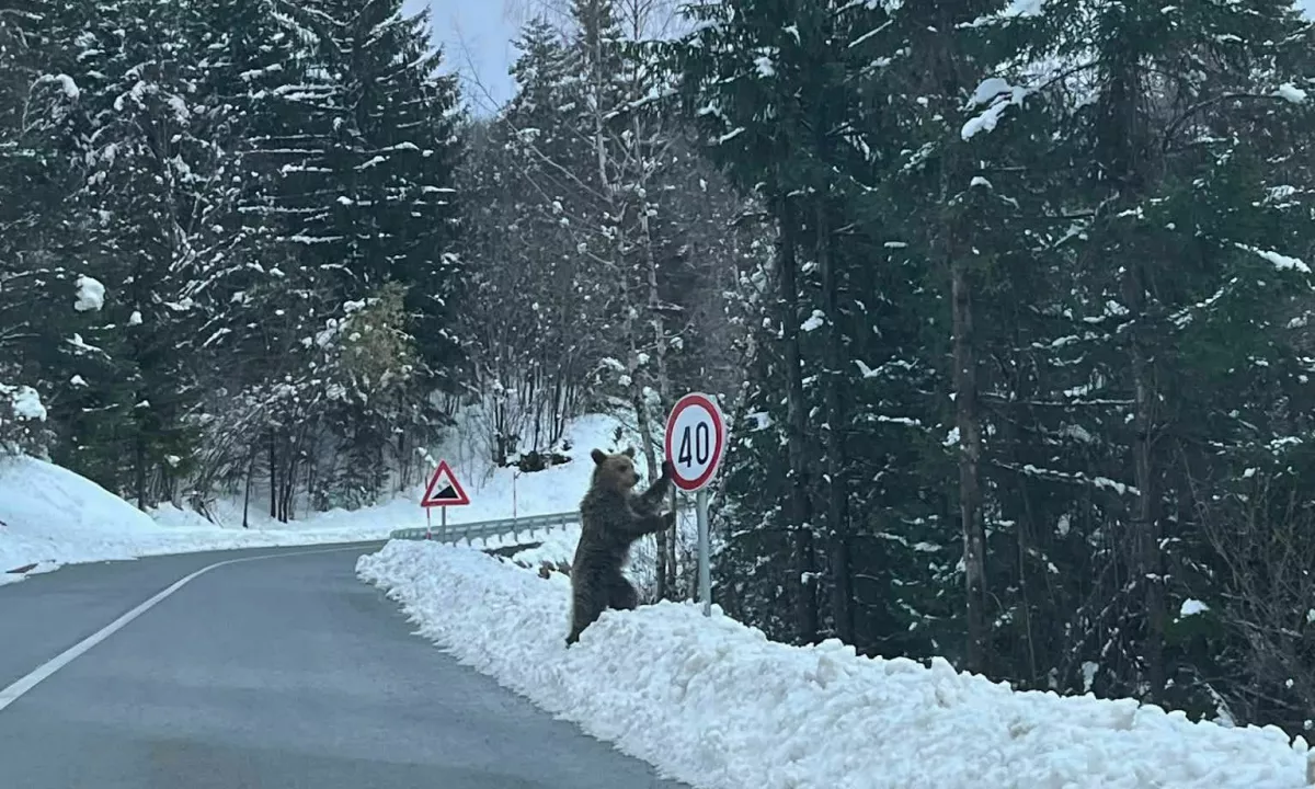 Na Hrvaškem uporabnike družbenih omrežij zabava fotografija, ki je v teh dneh nastala v Gorskem kotarju nedaleč od slovenske meje.