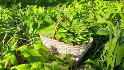 čemaž nabiranje / Foto: Tina Jereb