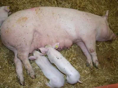 pujski, Gornja Radgona