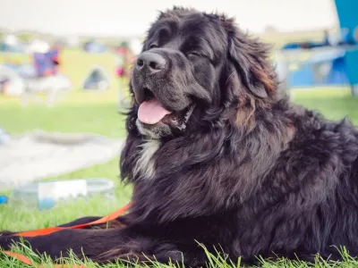 Image: 996005279, License: Royalty-free, Restrictions:, Model Release: no