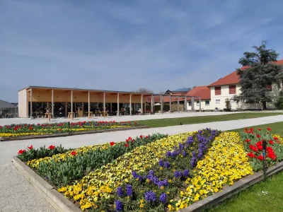 Eksperimetni s sajenjem tulp