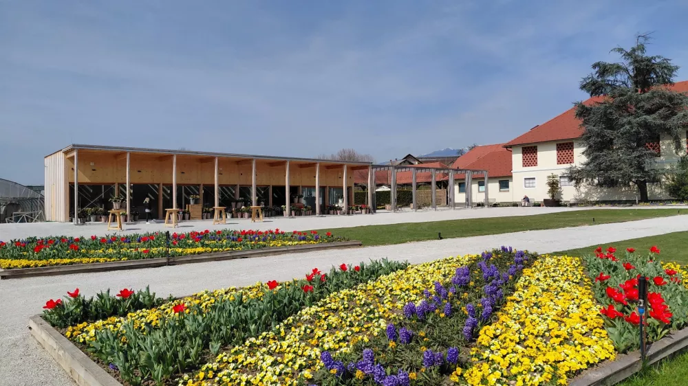 Eksperimetni s sajenjem tulp