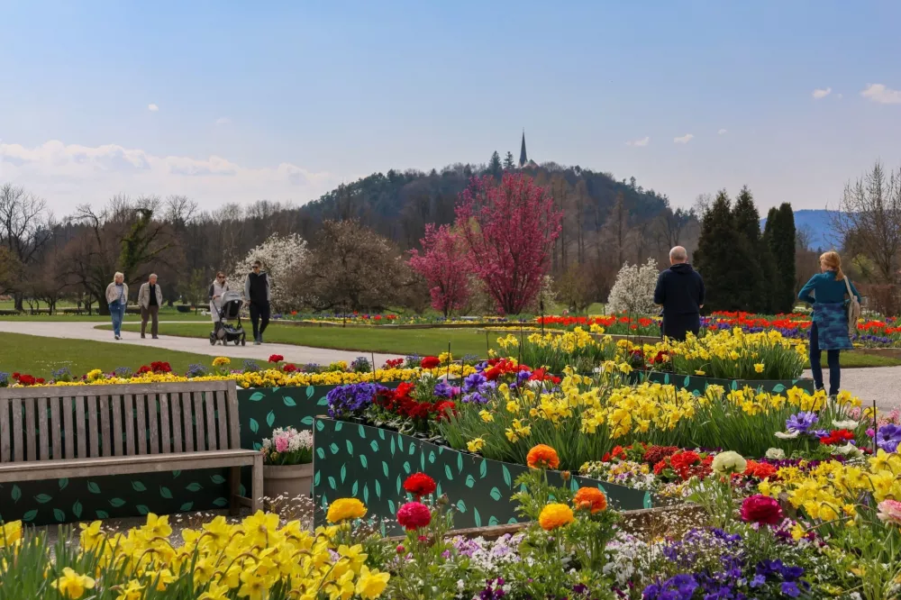 Eksperimetni s sajenjem tulp