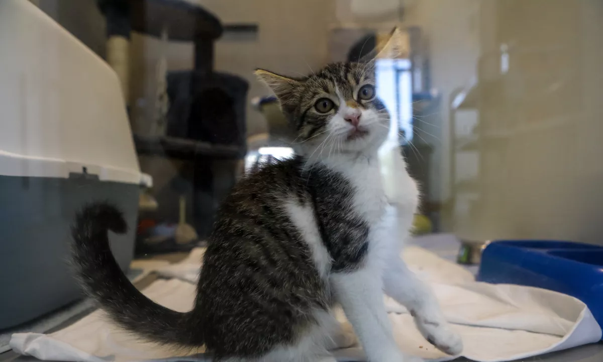 Število zapuščenih živali se vsako leto povečuje.