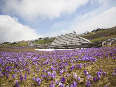 Spring crocuses on Velika Planina plateau in Slovenia. With cottage in the background.