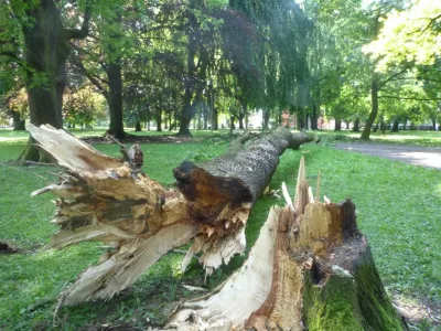 podrto drevo v mestne parku maribor