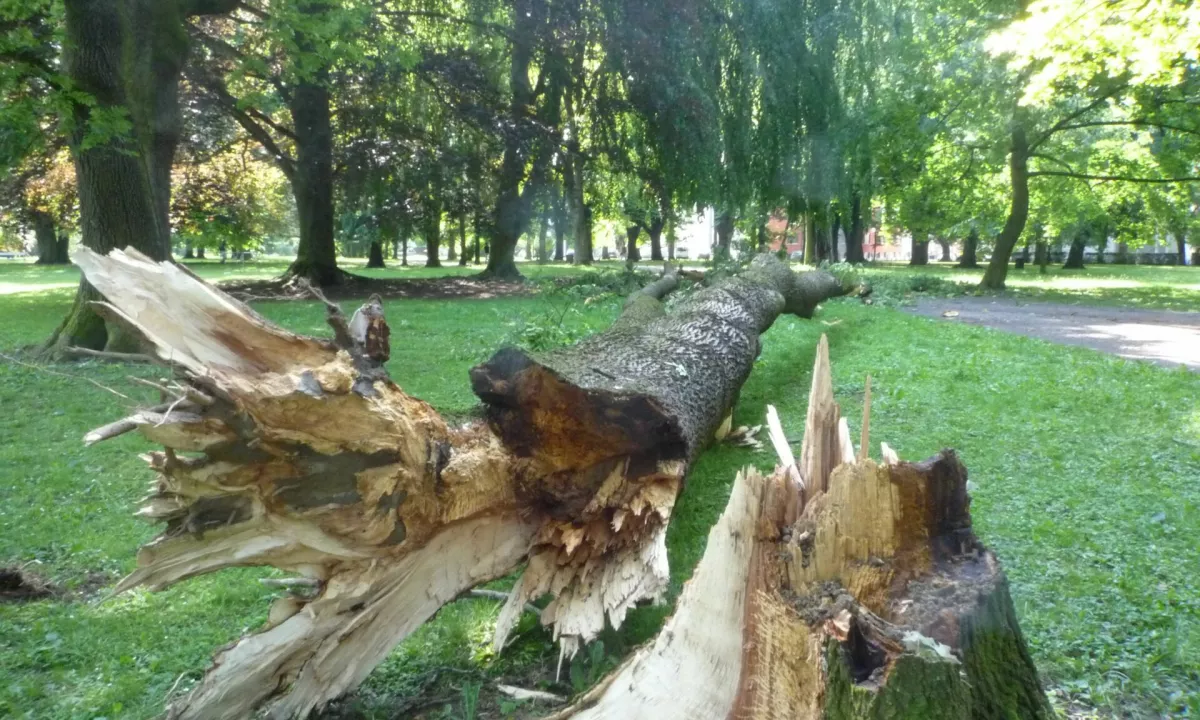 Med iskanjem pirhov je na skupino padlo okoli 30 metrov visoko drevo, ki ga je iz zemlje s koreninami vred izruval močan veter..