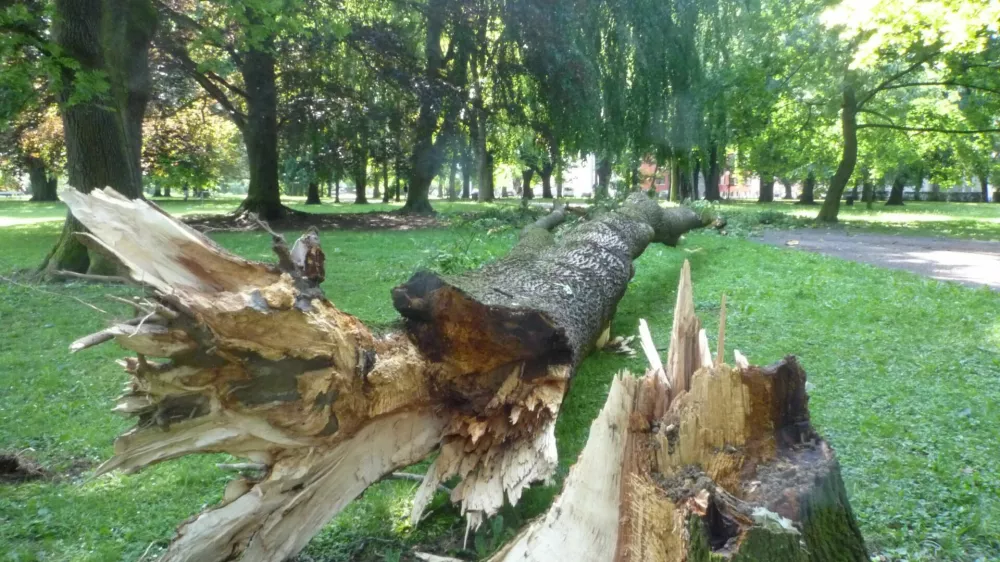 podrto drevo v mestne parku maribor