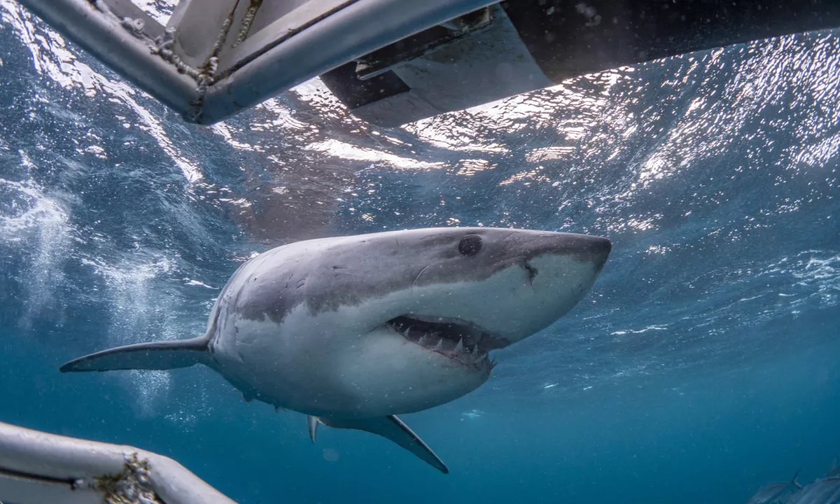 Ugotovitve študije kažejo na vse večjo prisotnost onesnaževal v na videz neokrnjenih morskih ekosistemih, še posebej na turističnih območjih.