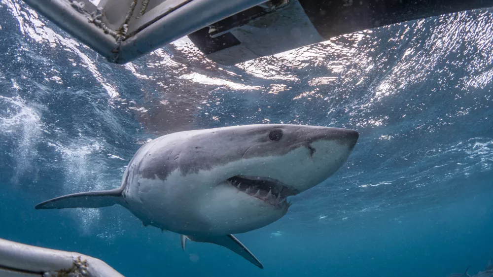 Pogled pod vodo. Slika je simbolična, morski pes na sliki pa je ista vrsta kot tisti, ki je bil opažen te dni.