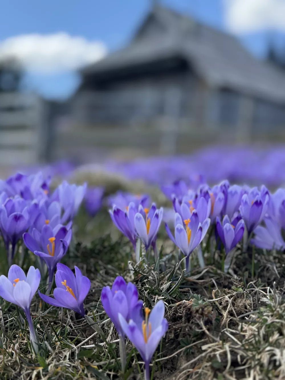 Cvetoči žafrani na Veliki planini. 