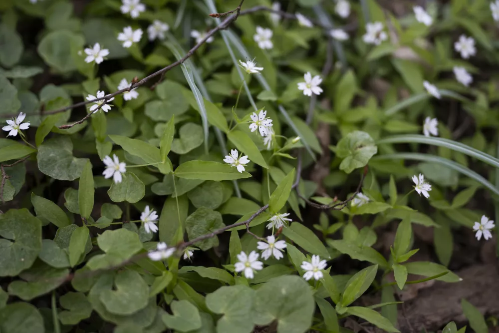 evropska gomoljčica01.04.26 - Botanični ogled po Tivoliju - botanika Foto: Nik Erik Neubauer 
