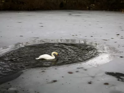 16.01.2026 - Tivolski bajer - park tivoli - led - labodFoto: Luka Cjuha