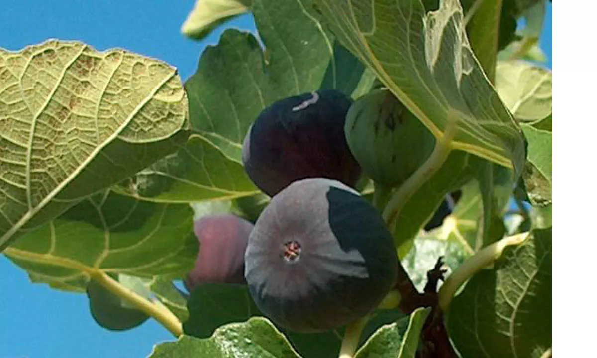 Sajenje dreves na domačem vrtu zahteva tehten razmislek in posvet s strokovnjaki, saj napačna izbira lokacije lahko povzroči dolgoročno škodo na objektu.