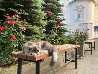 Cat sleeping on a bench in a park near the cathedral / Foto: Tashulia
