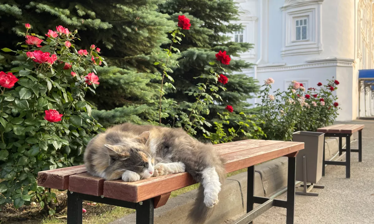 Spomladanska utrujenost, ki jo včasih napačno razumemo kot pomanjkanje vitaminov, je dejansko rezultat prilagoditvenega procesa.