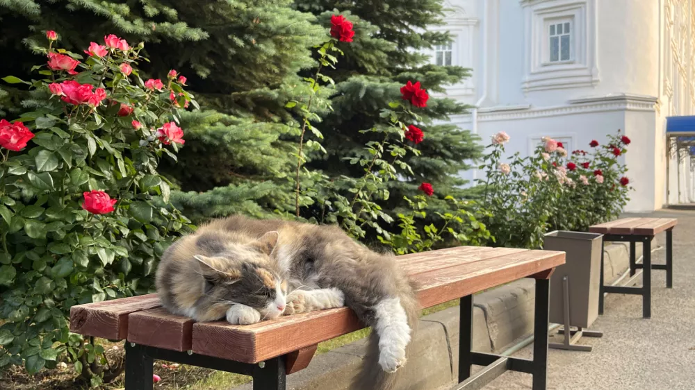 Cat sleeping on a bench in a park near the cathedral / Foto: Tashulia