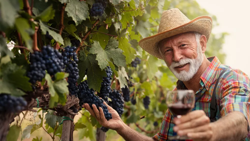 Smiling senior winemaker with white beard with glass of white wine in vineyard / Foto: Cherriesjd