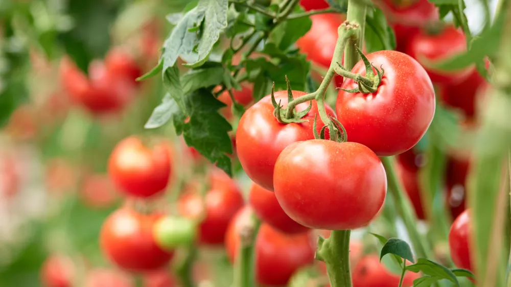 Three ripe tomatoes on green branch. Home grown tomato vegetables growing on vine in greenhouse. Autumn vegetable harvest on organic farm. / Foto: Denisfilm