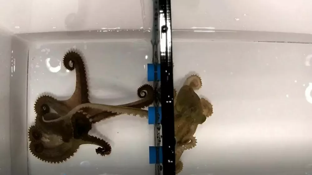 **VIDEO AVAILABLE: CONTACT INFO@COVERMG.COM TO RECEIVE**BY MARK WORGANOctopuses have a special 'sex arm' they use to identify partners by taste and mate with them, according to researchers at Harvard University.The findings, published in the journal Science, show that males can locate and fertilise females without seeing them, sometimes mating at arm's length.Scientists say the research sheds new light on how these largely solitary animals reproduce, and may help explain how new species evolve.Male octopuses have eight arms, but one - known as the hectocotylus - is specially adapted for reproduction."Male octopuses use a specialized arm called the hectocotylus to identify females and navigate their internal organs to reach the oviduct and deliver sperm," the researchers, led by lead author Pablo Villar, write in their paper.During mating, the arm searches for the female's mantle cavity and deposits packets of sperm, known as spermatophores. The researchers found that the arm is lined with receptors similar to those used by other arms to explore the seabed.Octopus limbs are highly sensitive, with each suction cup containing thousands of sensory cells. Much of the animal's nervous system is distributed throughout its arms, allowing them to act independently of the brain.To test how the animals use these abilities, scientists observed mating behaviour in the California two-spot octopus (Octopus bimaculoides).Males and females were placed on opposite sides of a tank, separated by a barrier with small openings. Despite being unable to see each other, males were able to extend their specialised arm through the divider, locate the female and begin mating.The study found that such interactions could take place even in complete darkness. When two males were paired, however, no mating attempts were observed, suggesting females emit a specific chemical signal.Further experiments pointed to the hormone progesterone as a key factor.Research