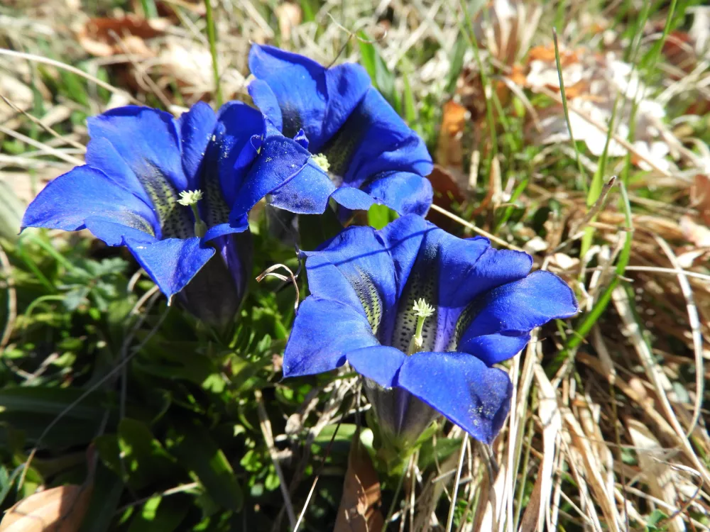 clusijev svi&scaron;č, encijan / Foto: Katja Petrovec 