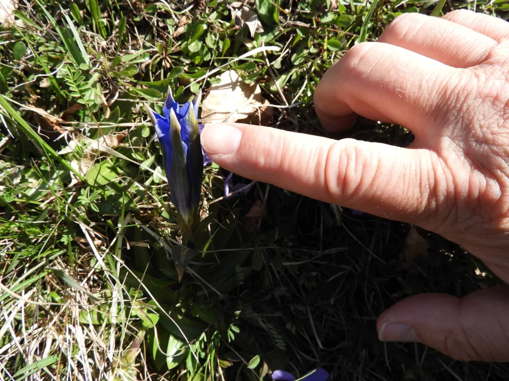 plavi encijan / Foto: Katja Petrovec 