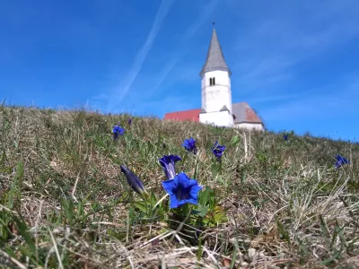 clusijev svi&scaron;č sveti Lovrenc / Foto: Katja Petrovec 