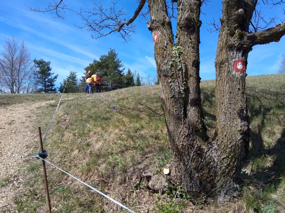 planinska pot na Lovrenc / Foto: Katja Petrovec 