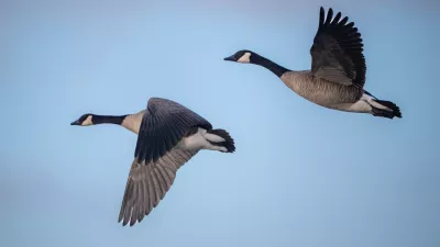 Letos je virus močno prizadel jate gosi. / Foto: Istock