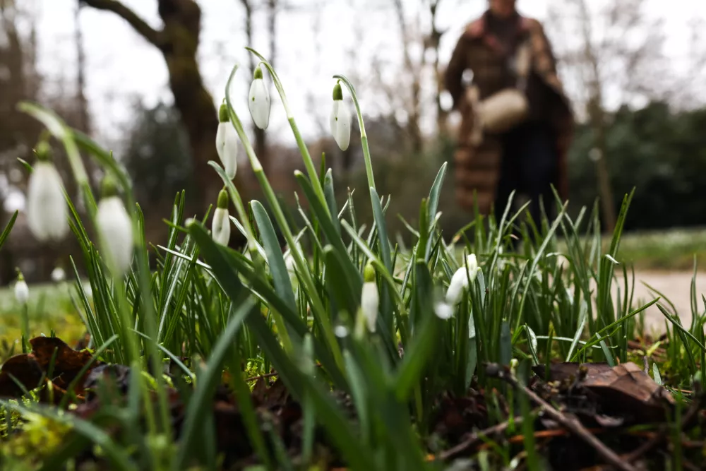 - 09.02.2026. - Zvončki v botaničnem vrtu Ljubljana,//FOTO: Bojan Velikonja / Foto: Bojan Velikonja