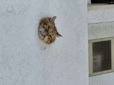 Hrva&scaron;ki gasilci so re&scaron;ili v zidu zataknjenega mačka. 