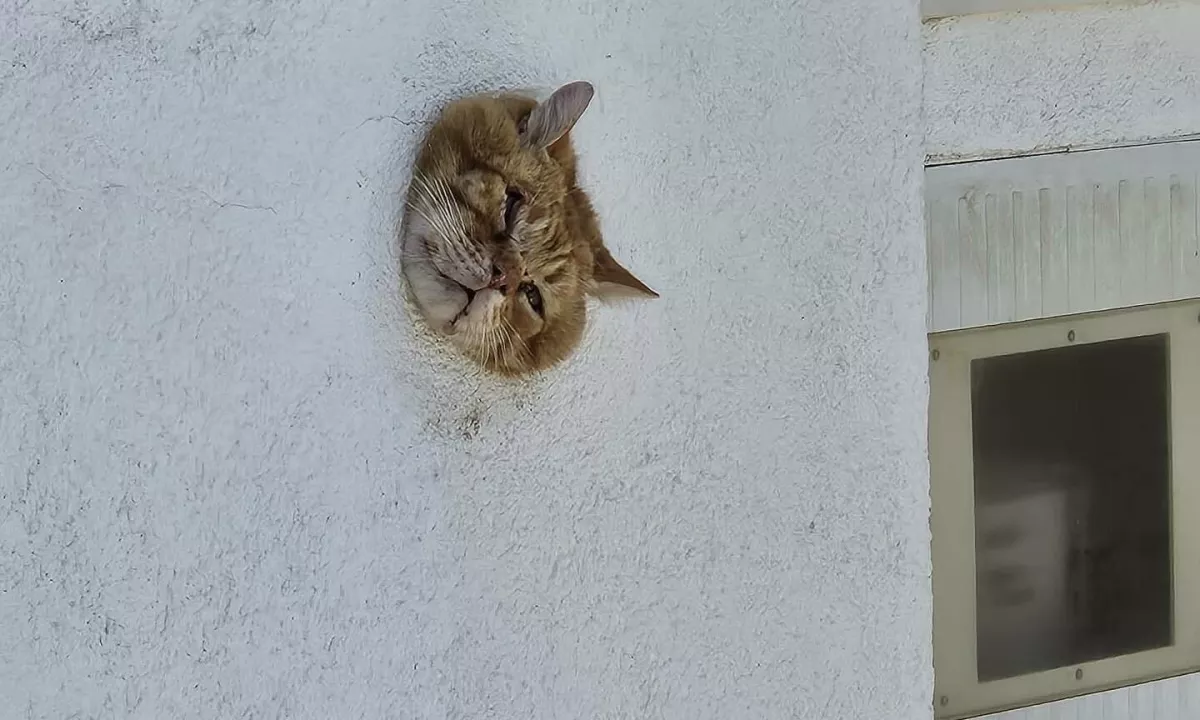 Doslej so rešili že veliko mačk, a tovrstne intervencije še niso imeli.