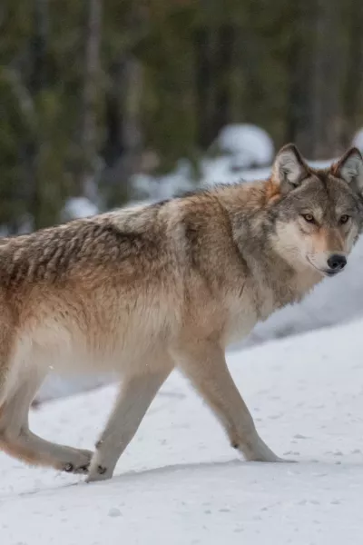 Sivi volk. Slika je simbolična. / Foto: Istock