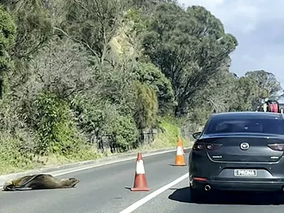 This frame grab from handout video footage by Laura Ellen taken on April 10, 2026 shows traffic along a road in the seaside Australian town of Dromana, located south of Melbourne in the southern state of Victoria, that was briefly diverted after a local seal decided to take a nap.,Image: 1089906099, License: Rights-managed, Restrictions: RESTRICTED TO EDITORIAL USE - MANDATORY CREDIT "AFP PHOTO / Laura Ellen " - NO MARKETING NO ADVERTISING CAMPAIGNS - DISTRIBUTED AS A SERVICE TO CLIENTS -, ***HANDOUT image or SOCIAL MEDIA IMAGE or FILMSTILL for EDITORIAL USE ONLY! * Please note: Fees charged by Profimedia are for the Profimedia's services only, and do not, nor are they intended to, convey to the user any ownership of Copyright or License in the material. Profimedia does not claim any ownership including but not limited to Copyright or License in the attached material. By publishing this material you (the user) expressly agree to indemnify and to hold Profimedia and its directors, shareholders and employees harmless from any loss, claims, damages, demands, expenses (including legal fees), or any causes of action or allegation against Profimedia arising out of or connected in any way with publication of the material. Profimedia does not claim any copyright or license in the attached materials. Any downloading fees charged by Profimedia are for Profimedia's services only. * Handling Fee Only ***, Model Release: no