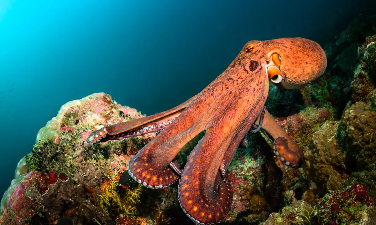 Posnetki razkrivajo nenavadno vedenje samic, ki s školjkami in peskom odganjajo samce. Gre za najbolj zapleteno obliko čustvenega odziva pri morskih živalih doslej.