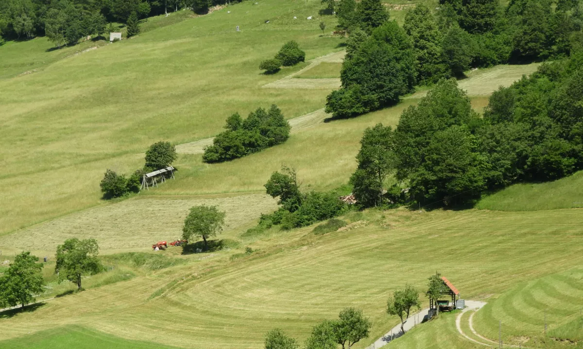 Vegetacijske spremembe v Evropi so po novi študiji pogosto bolj posledica presežka dušika kot naraščajočih temperatur. >>>