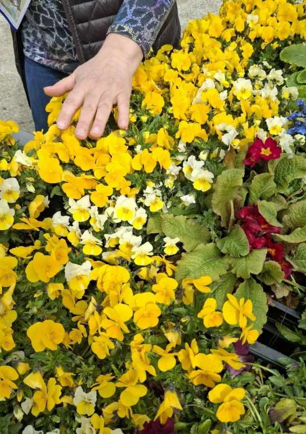 Visoke grede omogočajo tudi gibalno oviranim, da se lahko dotaknejo cvetočih rastlin. / Foto: Meta Černoga