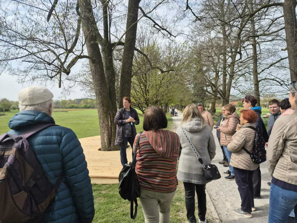 Drevesa dihajo preko korenin. Če ljudje hodijo tik ob deblu, zbijajo zemljo, kar drevesu odvzame kisik in vodo. Zato pod določena drevesa namenoma sadijo pokroven br&scaron;ljan. / Foto: Meta Černoga