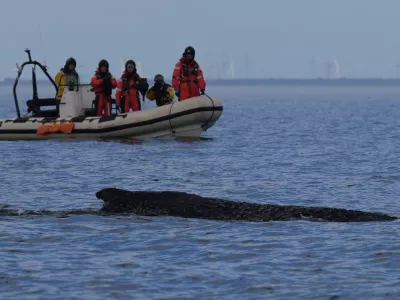 A humpback whale swims in the Baltic Sea, accompanied by an inflatable boat, after freeing itself the night before from being stranded off Niendorf in Timmendorfer Strand, Germany, Friday March 27, 2026. (Marcus Brandt/dpa via AP)