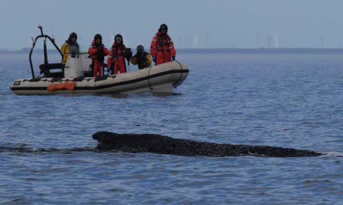 Ko je prejšnji mesec v peščeni plitvini Baltskega morja nasedel desetmetrski kit grbavec, si nihče od reševalcev ni mislil, da bo ta dogodek tako močno zarezal v življenja ljudi in politično dogajanje v državi.