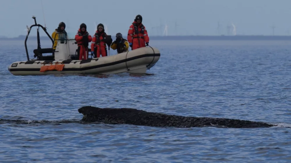 A humpback whale swims in the Baltic Sea, accompanied by an inflatable boat, after freeing itself the night before from being stranded off Niendorf in Timmendorfer Strand, Germany, Friday March 27, 2026. (Marcus Brandt/dpa via AP)