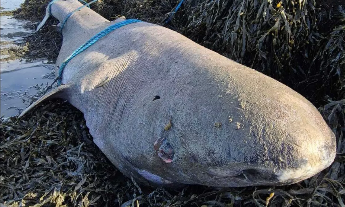 Na obali okrožja Sligo na Irskem so odkrili truplo grenlandskega morskega psa, bitja, ki lahko živi več stoletij, kar predstavlja zgodovinski dogodek za irske znanstvenike.